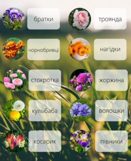 Як правильно називаються квіти українською (ФОТО) — Радіо ТРЕК